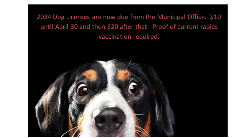 dog_license_2024(1).png